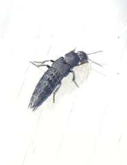 Platydracus tomentosus
