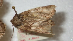 Lacanobia contigua