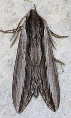 Sphinx vanbuskirki