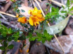Pultenaea gunnii