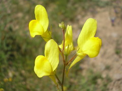 Linaria viscosa
