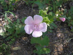 Malva hispanica