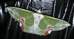 Protuliocnemis partita