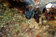 Neoamphicyclus mutans