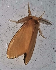 Euproctis crocea