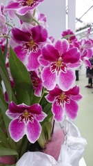 Miltoniopsis