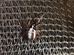 Hypsosinga albovittata