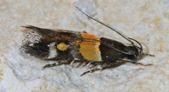 Triclonella determinatella