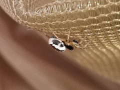 Hypsosinga albovittata