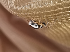 Hypsosinga albovittata