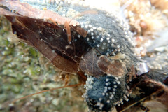 Neoamphicyclus mutans