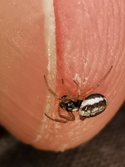 Hypsosinga albovittata