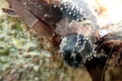 Neoamphicyclus mutans