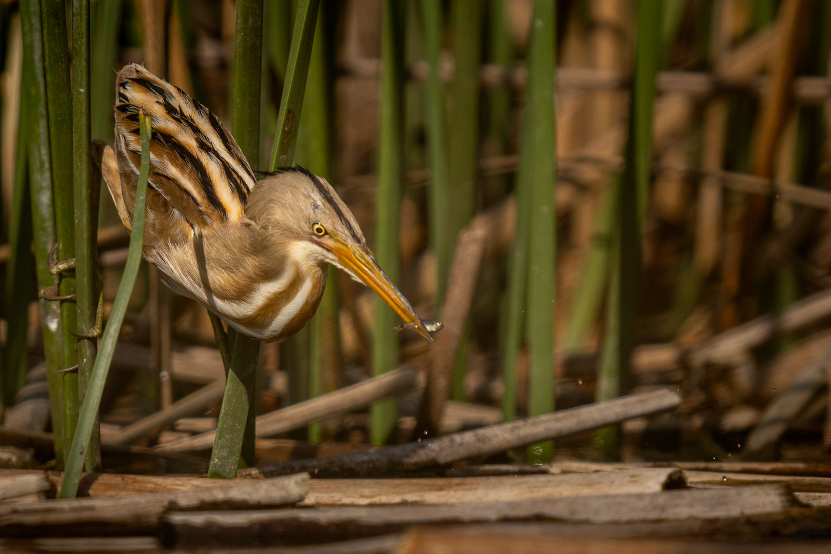 Stripe-backed Bittern illustration