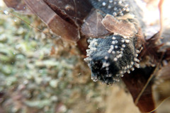 Neoamphicyclus mutans