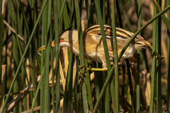 Ixobrychus involucris