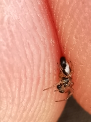 Hypsosinga albovittata