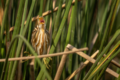 Ixobrychus involucris