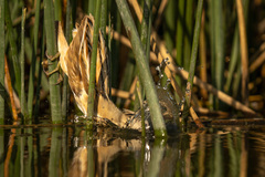 Ixobrychus involucris