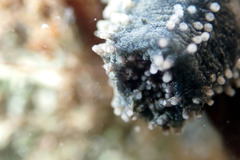 Neoamphicyclus mutans