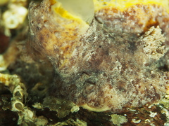 Geitodoris planata
