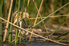 Ixobrychus involucris