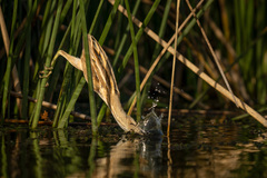 Ixobrychus involucris