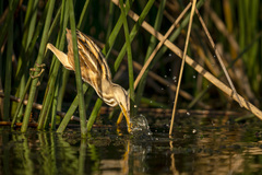 Ixobrychus involucris