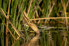 Ixobrychus involucris