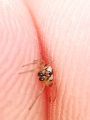 Hypsosinga albovittata