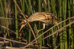 Ixobrychus involucris