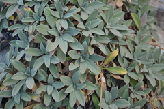 Pseudoscabiosa saxatilis