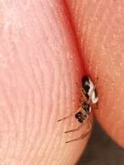 Hypsosinga albovittata