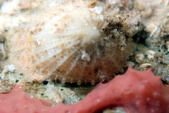 Emarginula candida