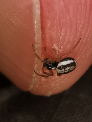 Hypsosinga albovittata