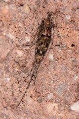 Machilinae