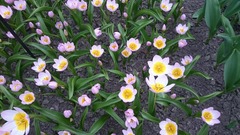 Tulipa saxatilis