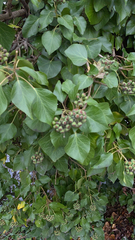 Hedera