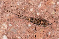 Machilinae