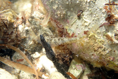 Parablennius tasmanianus