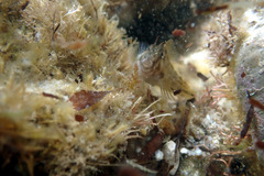 Parablennius tasmanianus