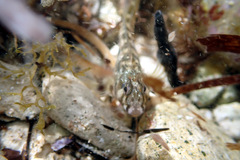 Parablennius tasmanianus