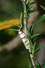 Philobota impletella