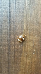 Iphiclus flavosignatus