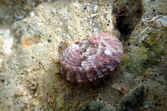 Haliotis scalaris