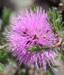Melaleuca lateralis
