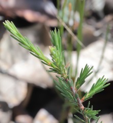 Melaleuca lateralis