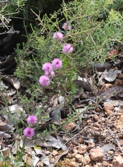 Melaleuca lateralis