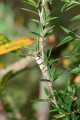 Philobota impletella