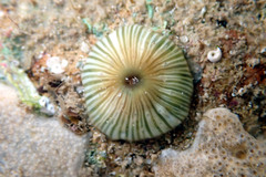 Anthothoe albocincta